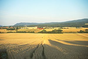 Kornfelder bei Vestfossen in der Abendsonne